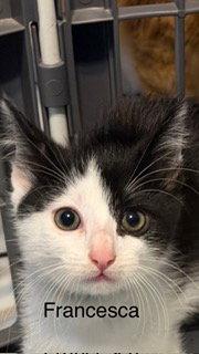 Enlarge Francesca, a Adoptable Domestic Short Hair in Oakland Park, FL image 3/3