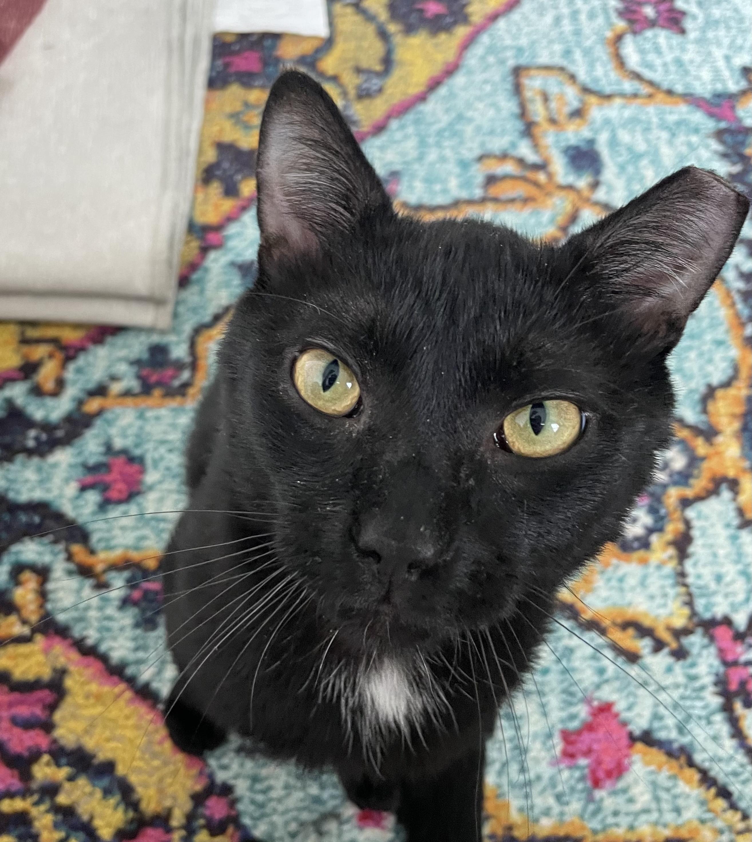 Porchy, adopted, Adult Male Domestic Short Hair.