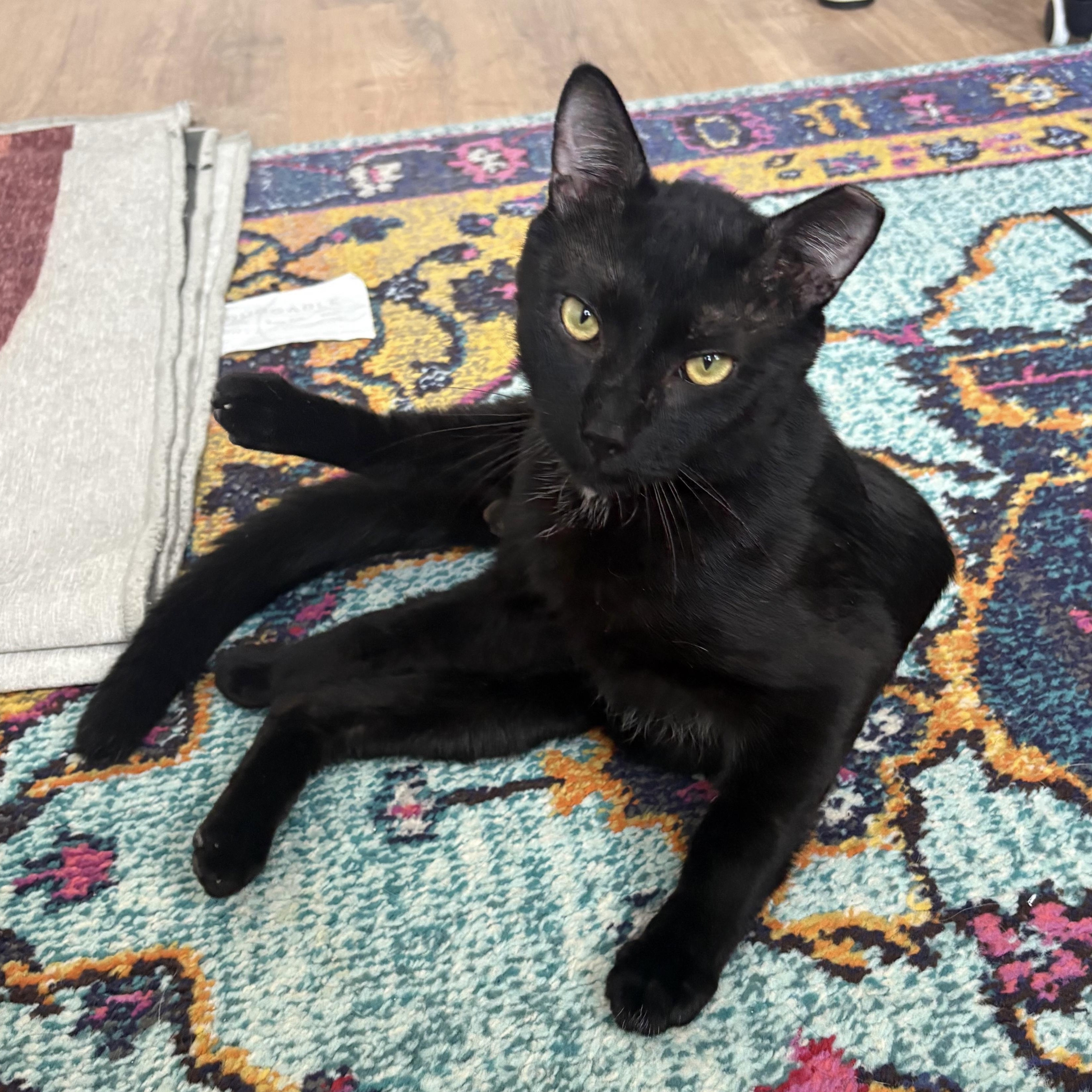 Enlarge Porchy, an adopted Domestic Short Hair in Philadelphia, PA image 4/5