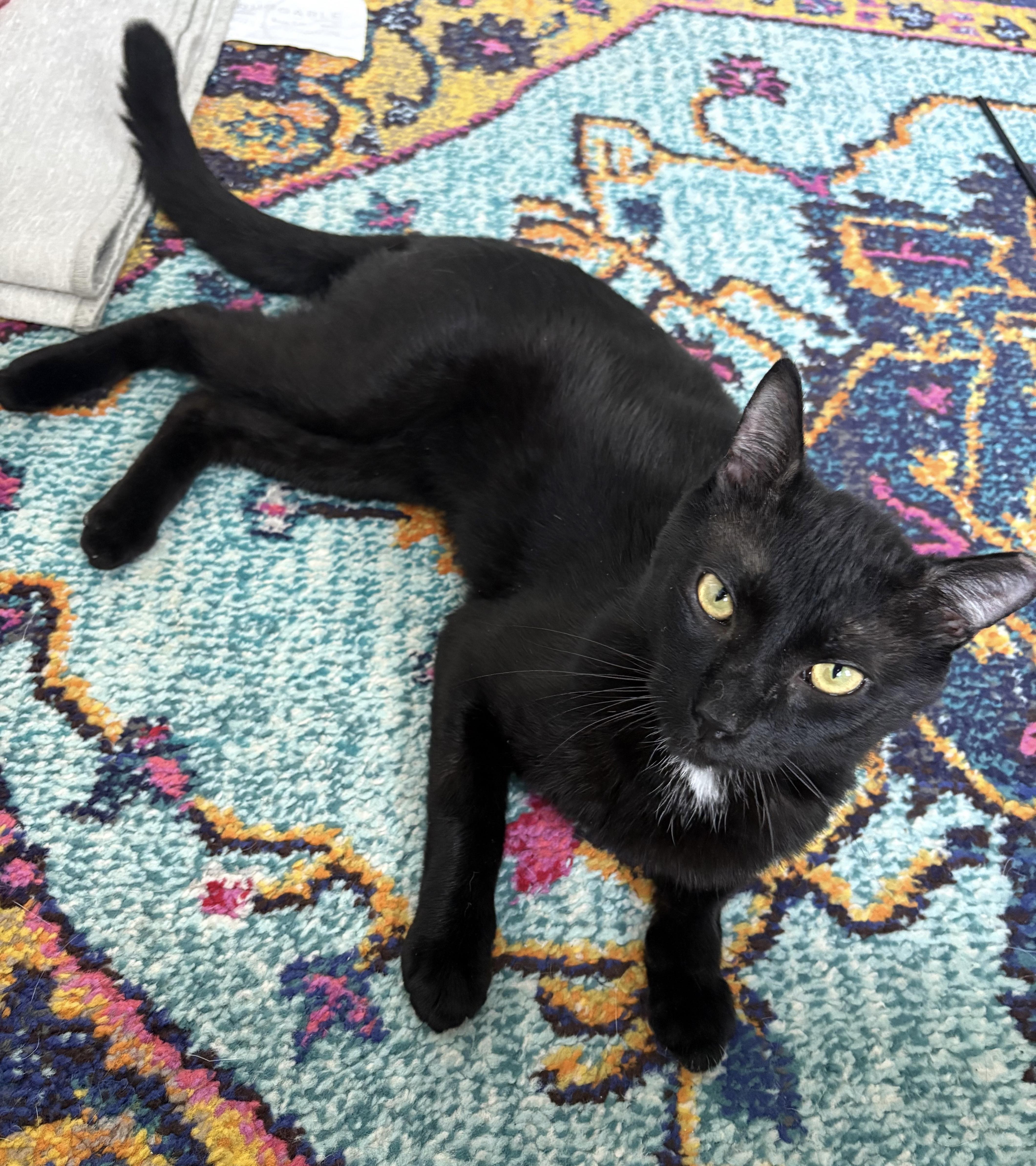 Enlarge Porchy, an adopted Domestic Short Hair in Philadelphia, PA image 2/5