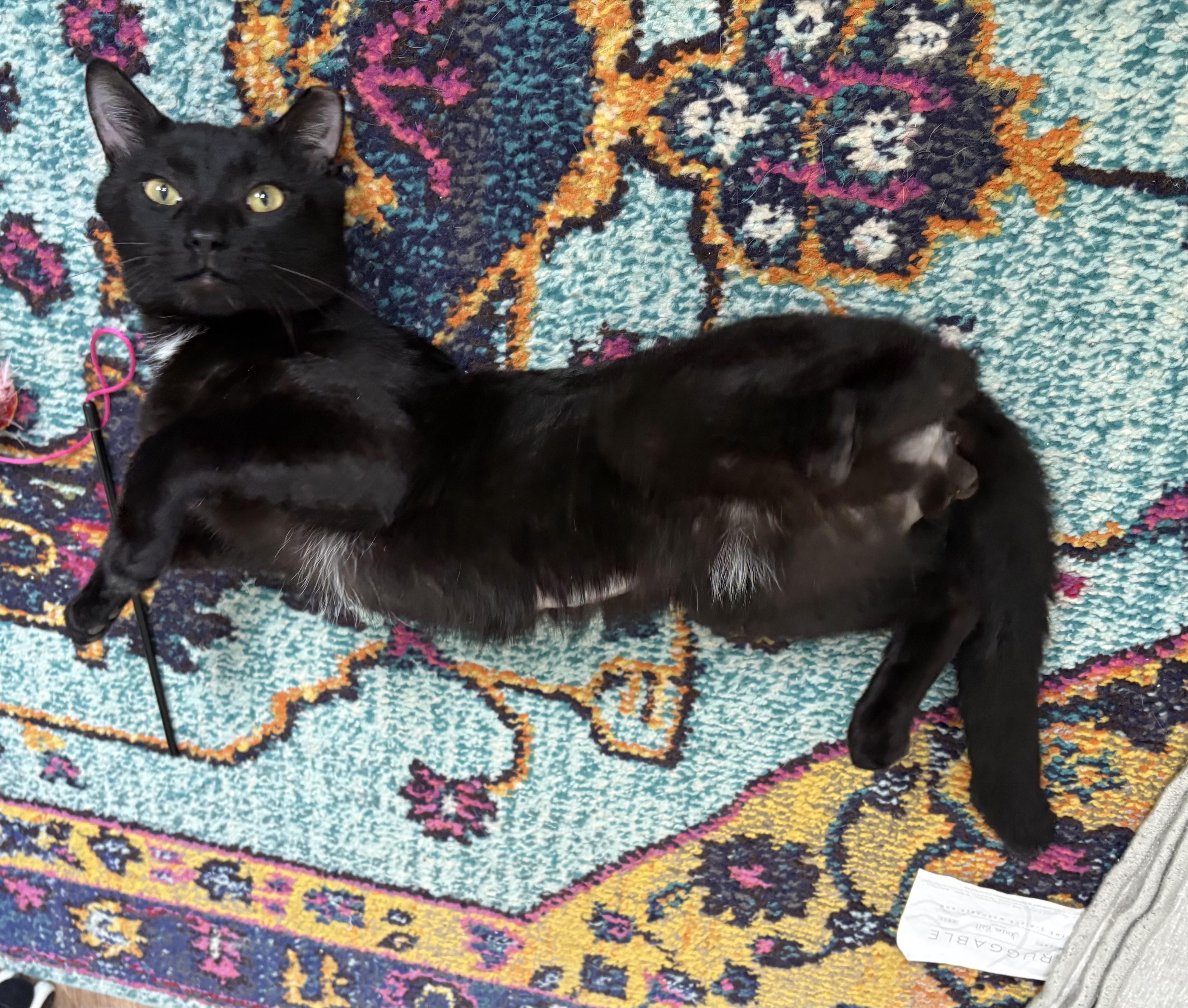Enlarge Porchy, an adopted Domestic Short Hair in Philadelphia, PA image 3/5