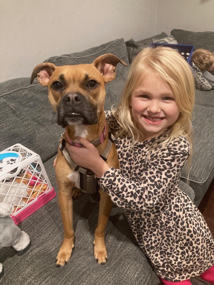 Enlarge Ivy, a Adoptable mixed breed in Loveland, OH image 5/6