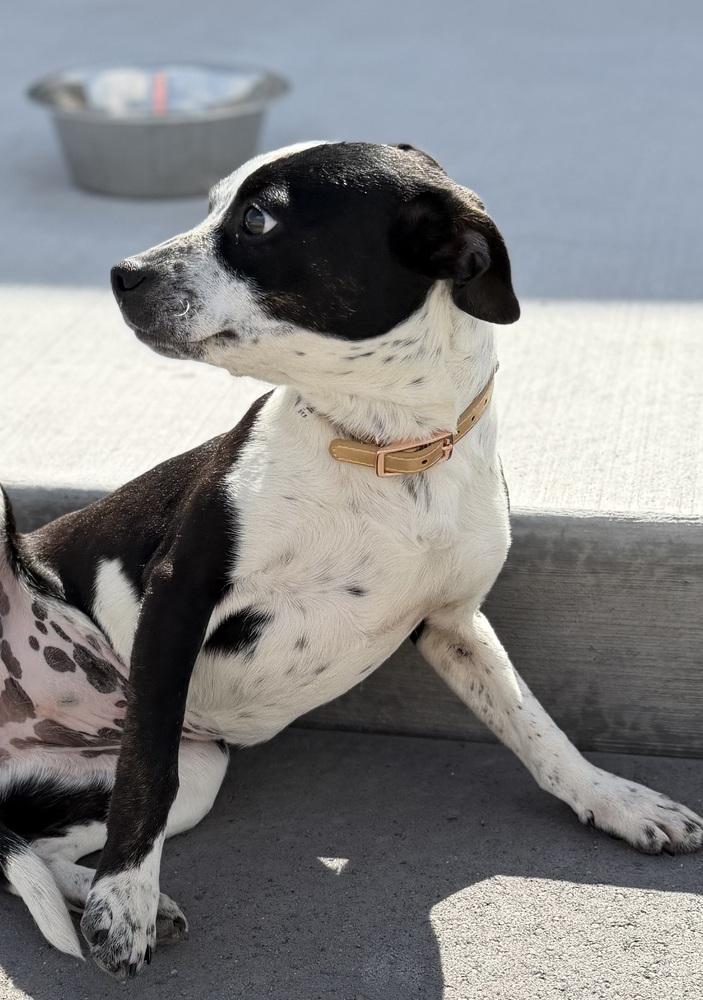 Bean, Adoptable, Puppy Female Boston Terrier & Australian Cattle Dog / Blue Heeler.