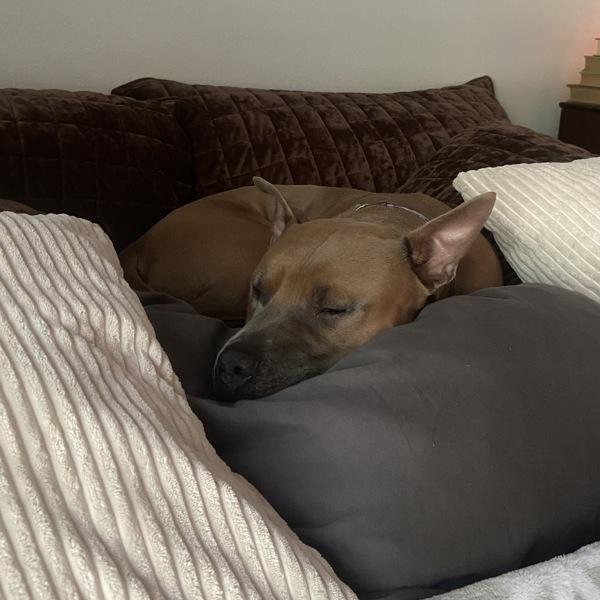 Enlarge Hank, a Adoptable mixed breed in Austin, TX image 1/1