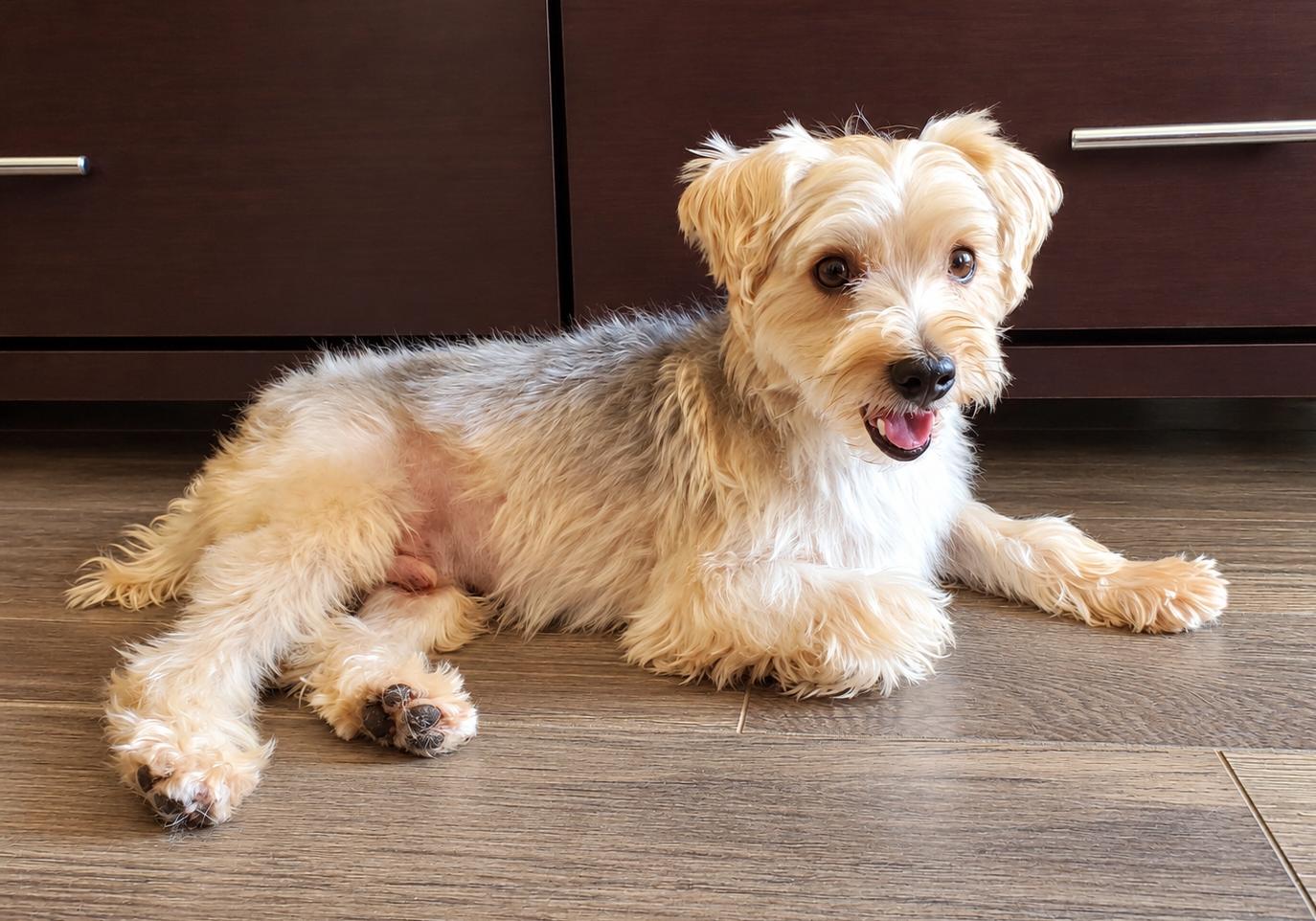 Rocky, Adoptable, Adult Male Yorkie Poo & Yorkshire Terrier.
