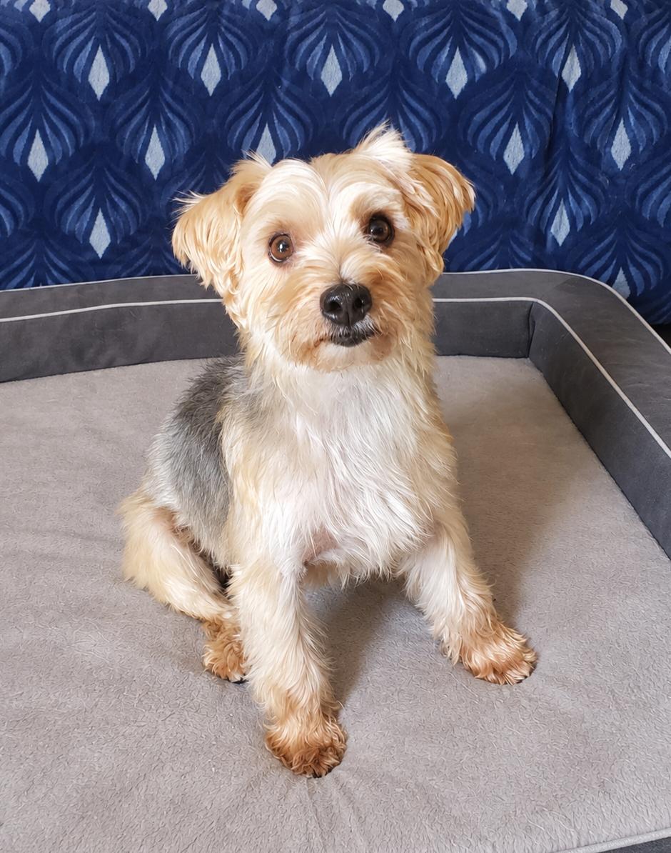 Enlarge Rocky, a Adoptable mixed breed in Temecula, CA image 2/3