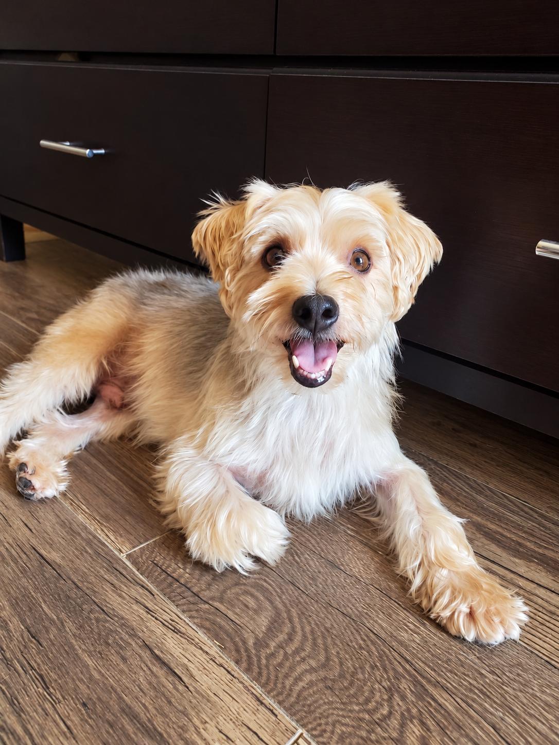 Enlarge Rocky, a Adoptable mixed breed in Temecula, CA image 3/3