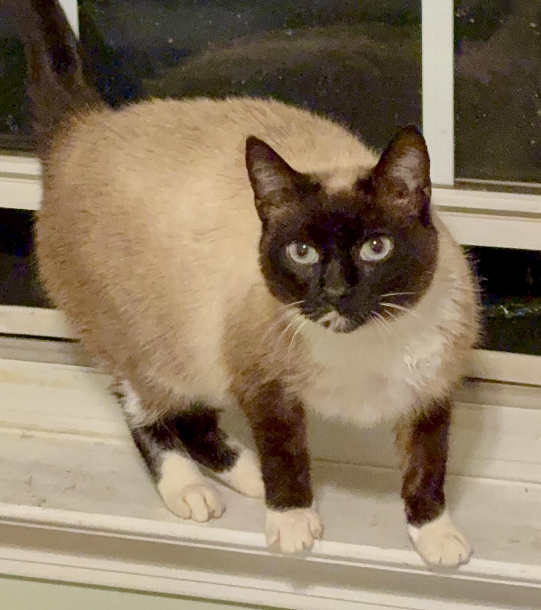 Enlarge Astrid(LW), a Adoptable Snowshoe in Simpsonville, SC image 4/6