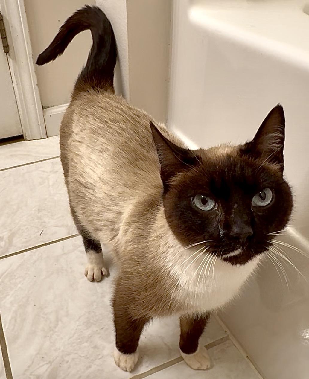 Enlarge Astrid(LW), a Adoptable Snowshoe in Simpsonville, SC image 5/6