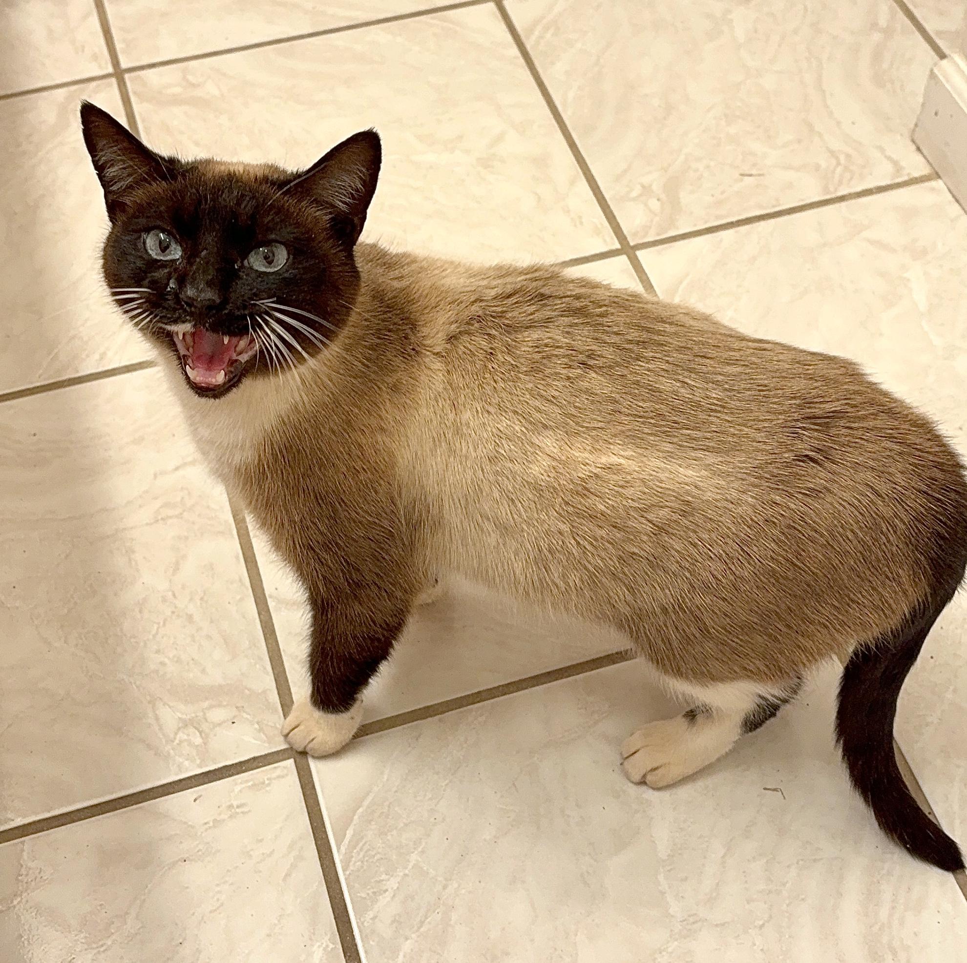 Enlarge Astrid(LW), a Adoptable Snowshoe in Simpsonville, SC image 6/6