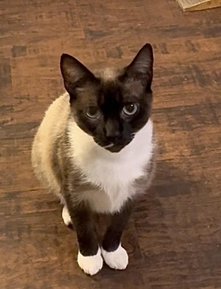 Enlarge Astrid(LW), a Adoptable Snowshoe in Simpsonville, SC image 2/6