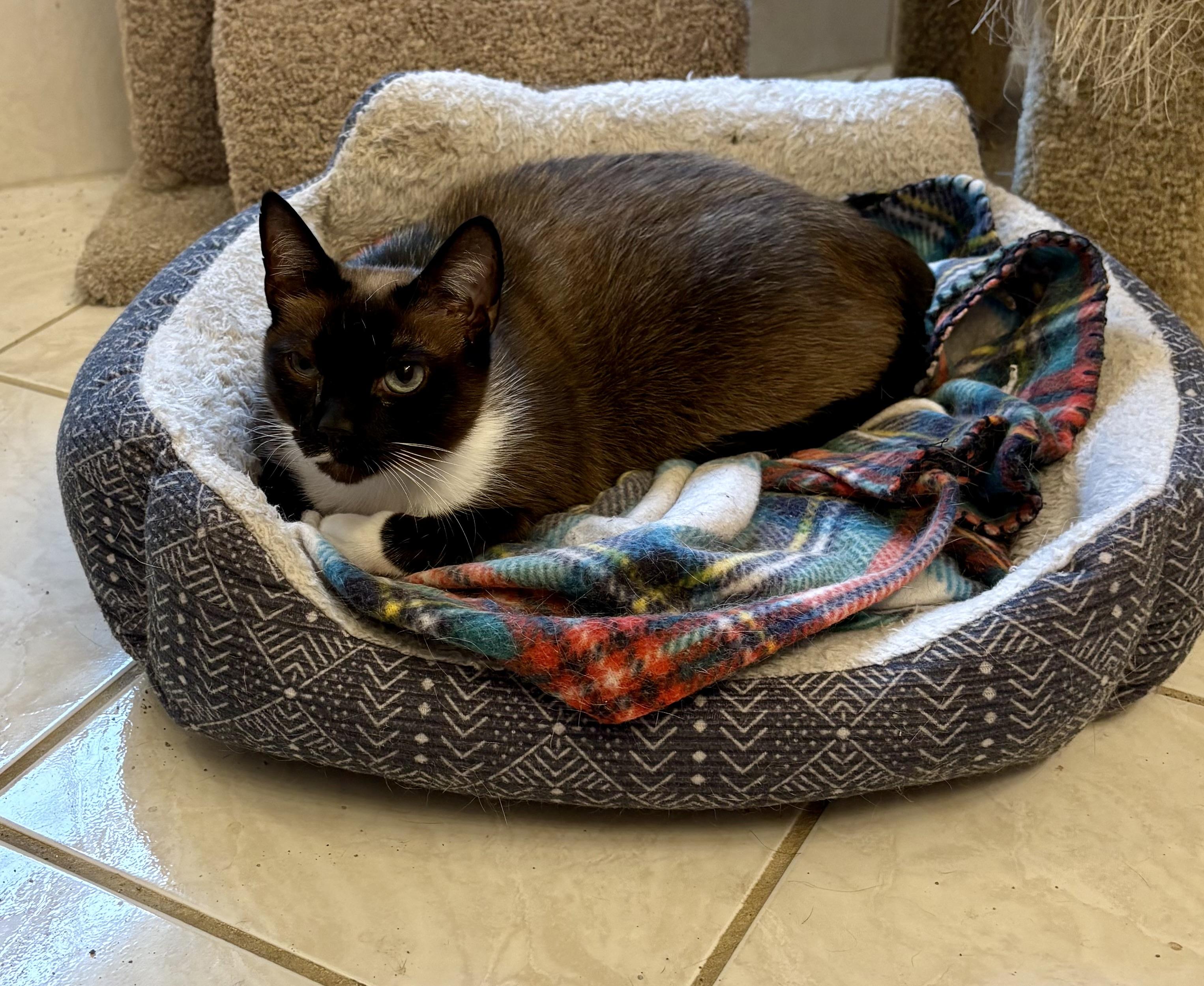 Enlarge Astrid(LW), a Adoptable Snowshoe in Simpsonville, SC image 3/6