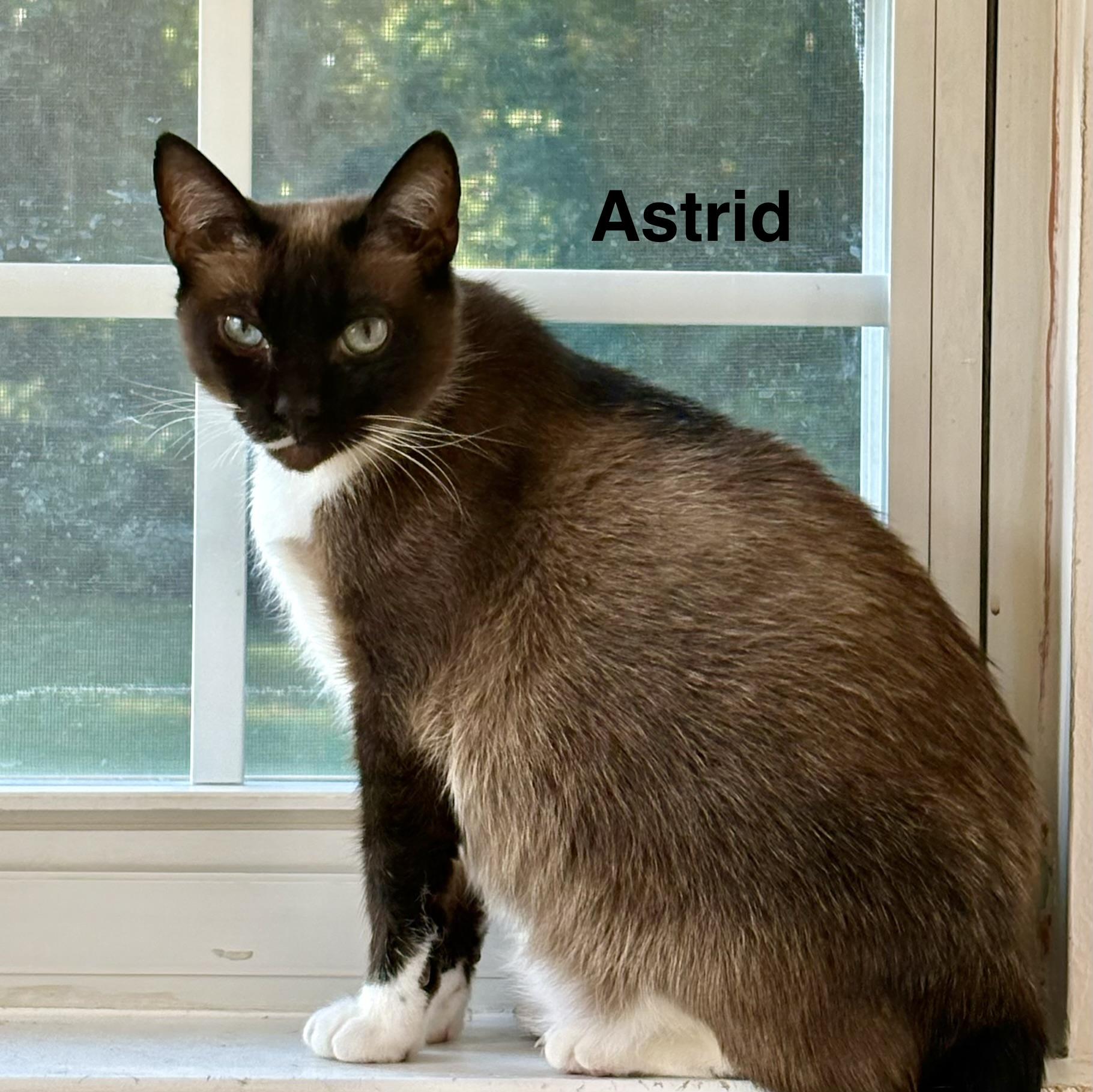 Enlarge Astrid(LW), a Adoptable Snowshoe in Simpsonville, SC image 1/6