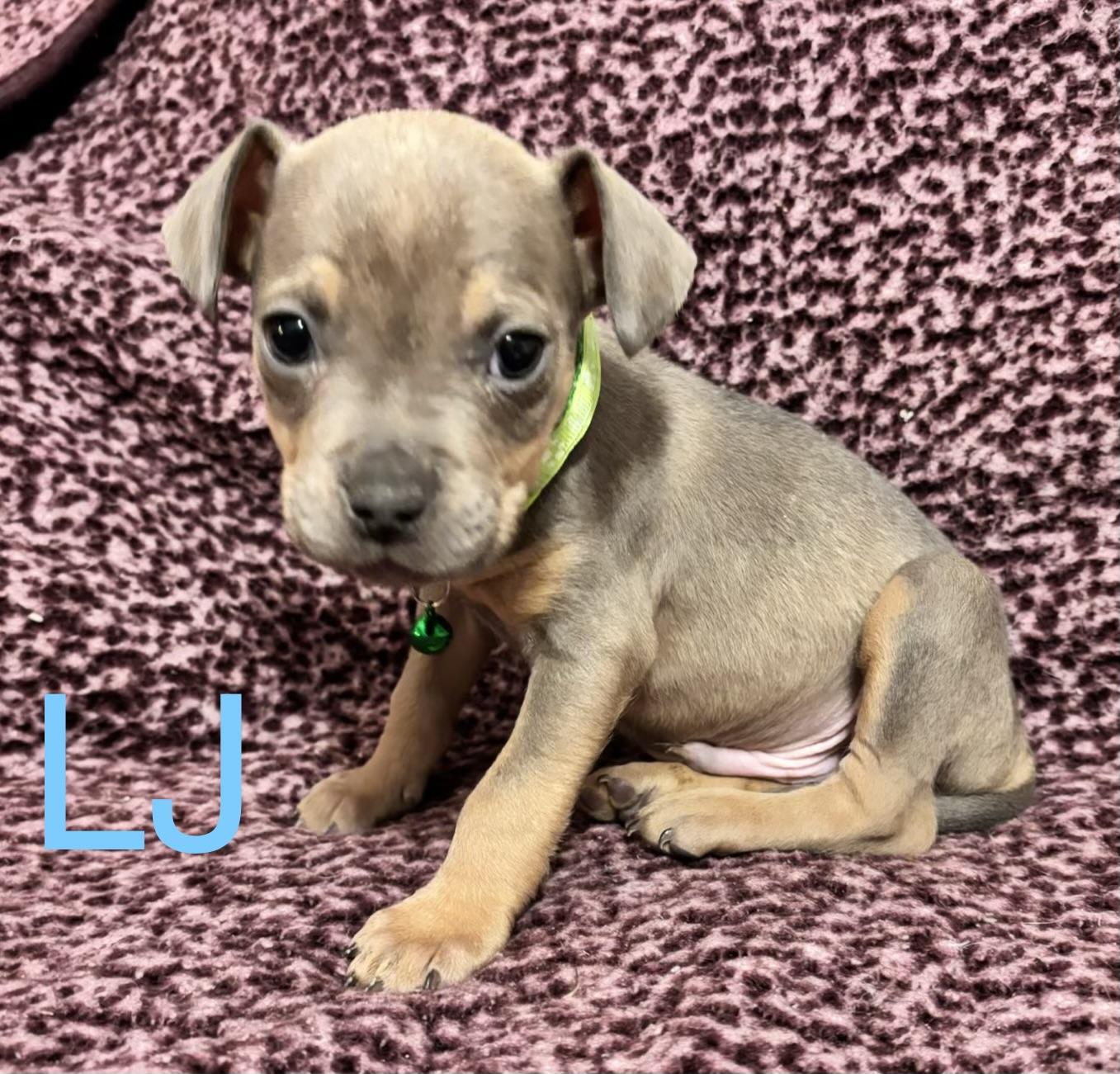 Enlarge LJ, an adopted mixed breed in Hamilton , NJ image 1/1