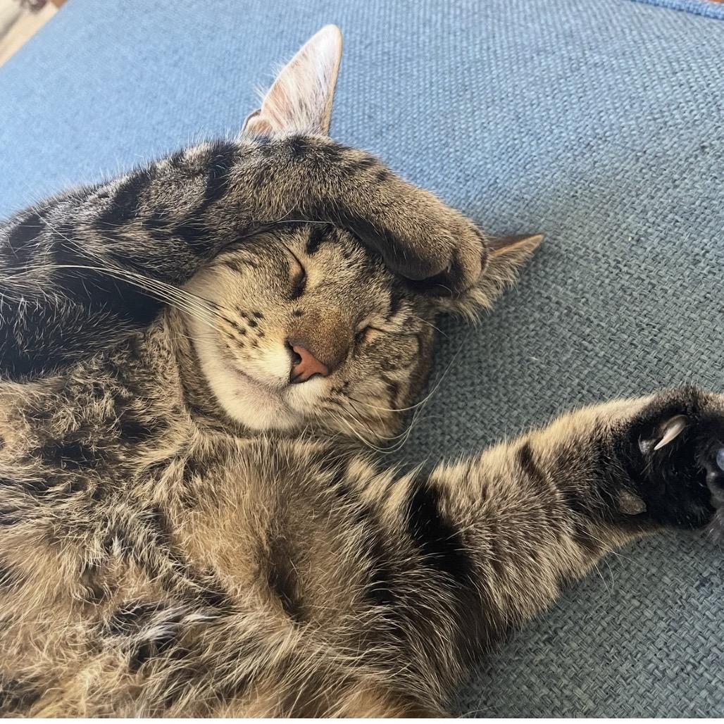 Pocomo, a ADOPTABLE Domestic Short Hair in Nantucket, MA image 3/3