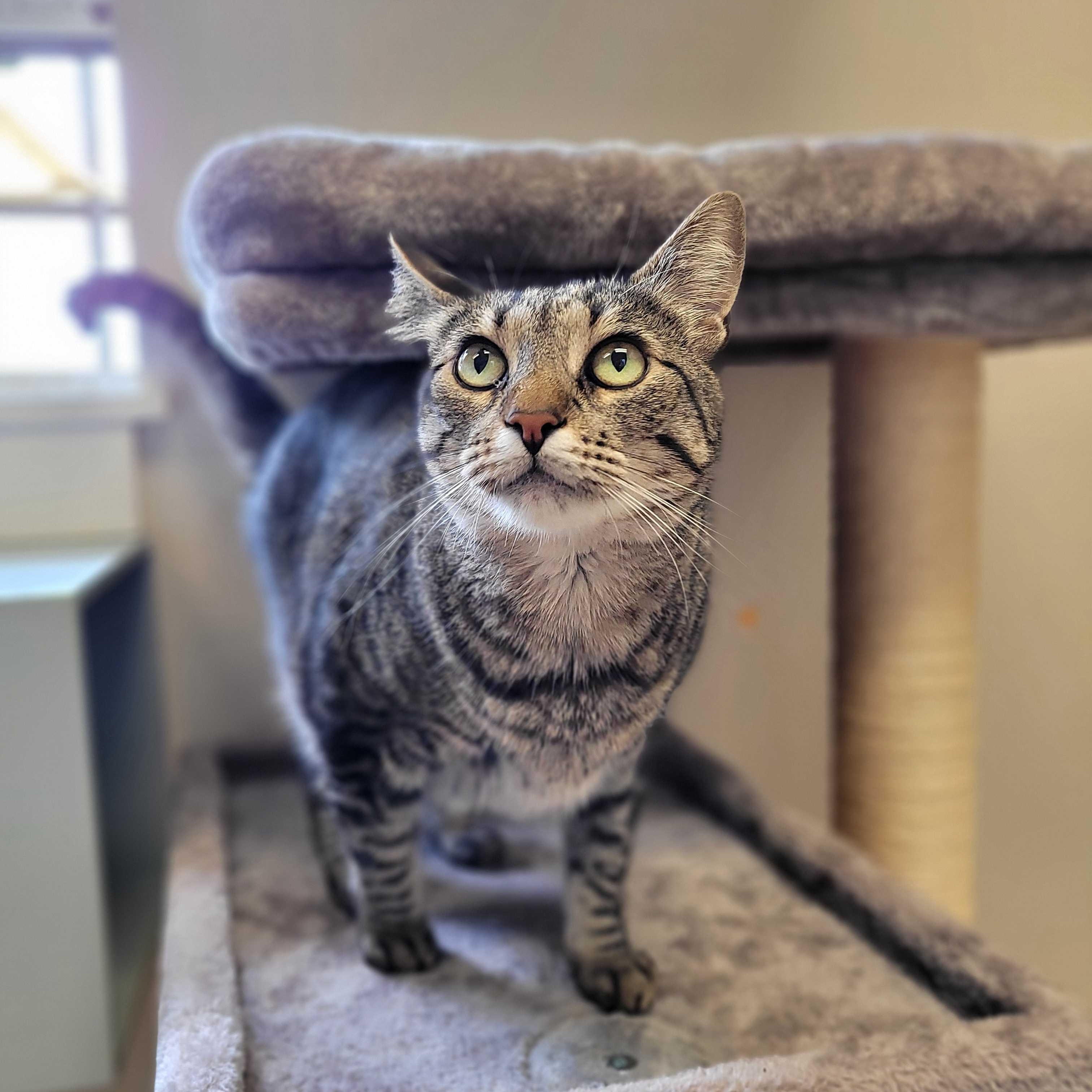 Pocomo, ADOPTABLE, Adult Male Domestic Short Hair.