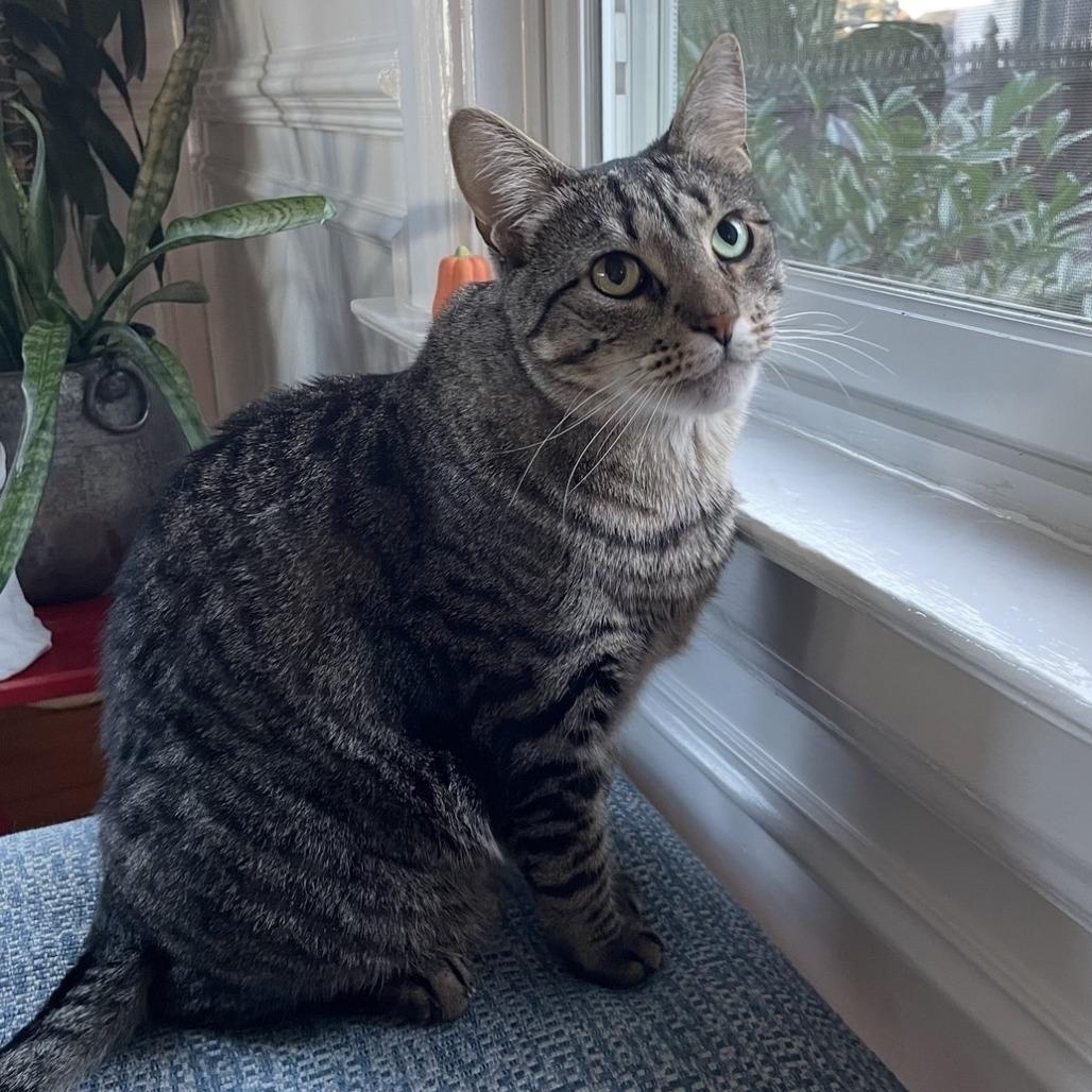 Pocomo, a ADOPTABLE Domestic Short Hair in Nantucket, MA image 2/3