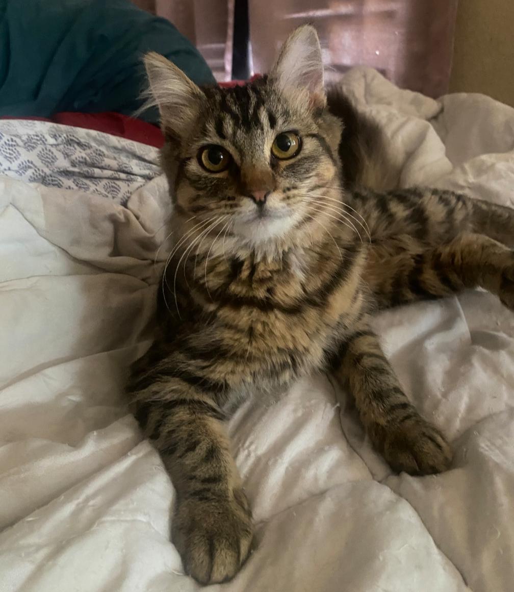 Ruby, Adoptable, Kitten Female Domestic Long Hair & Tabby.