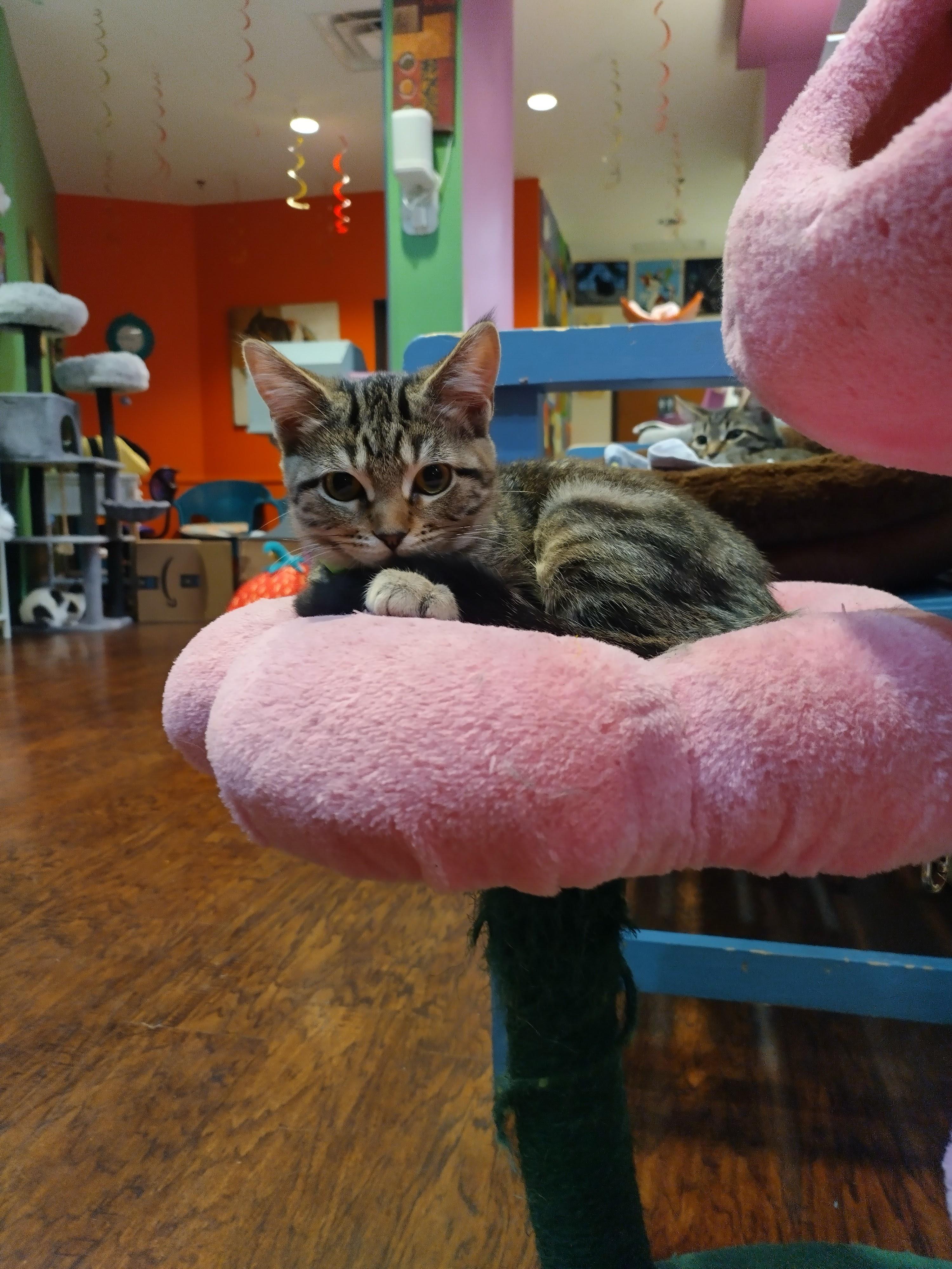 Apple Fritter, adopted, Young Female Domestic Short Hair.