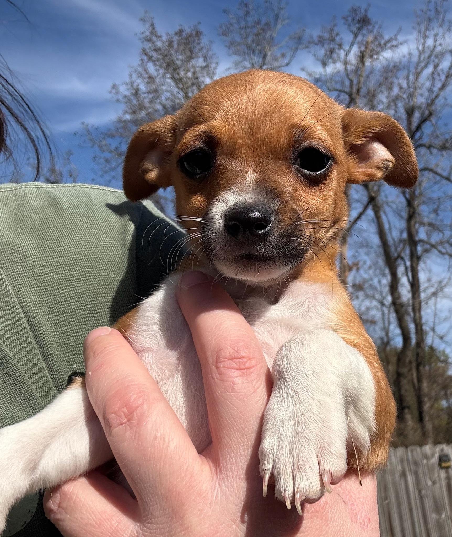 Enlarge Glinda, a ADOPTABLE mixed breed in Calera, AL image 5/6