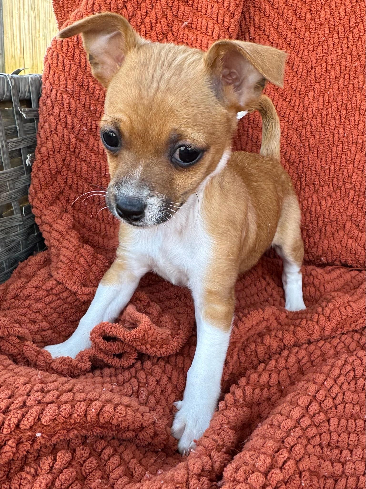 Enlarge Glinda, a ADOPTABLE mixed breed in Calera, AL image 6/6