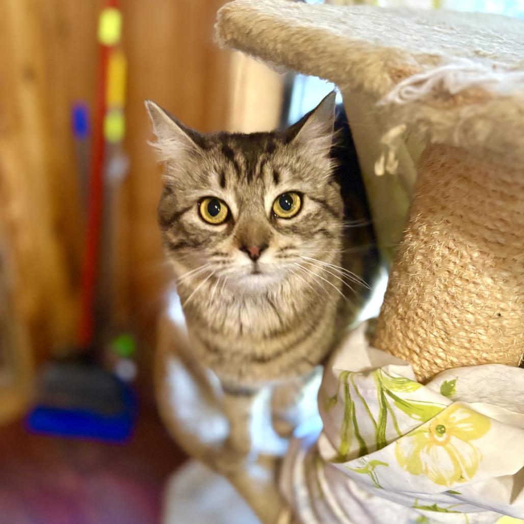 Grendel, Adoptable, Adult Male Domestic Short Hair & Mixed Breed.