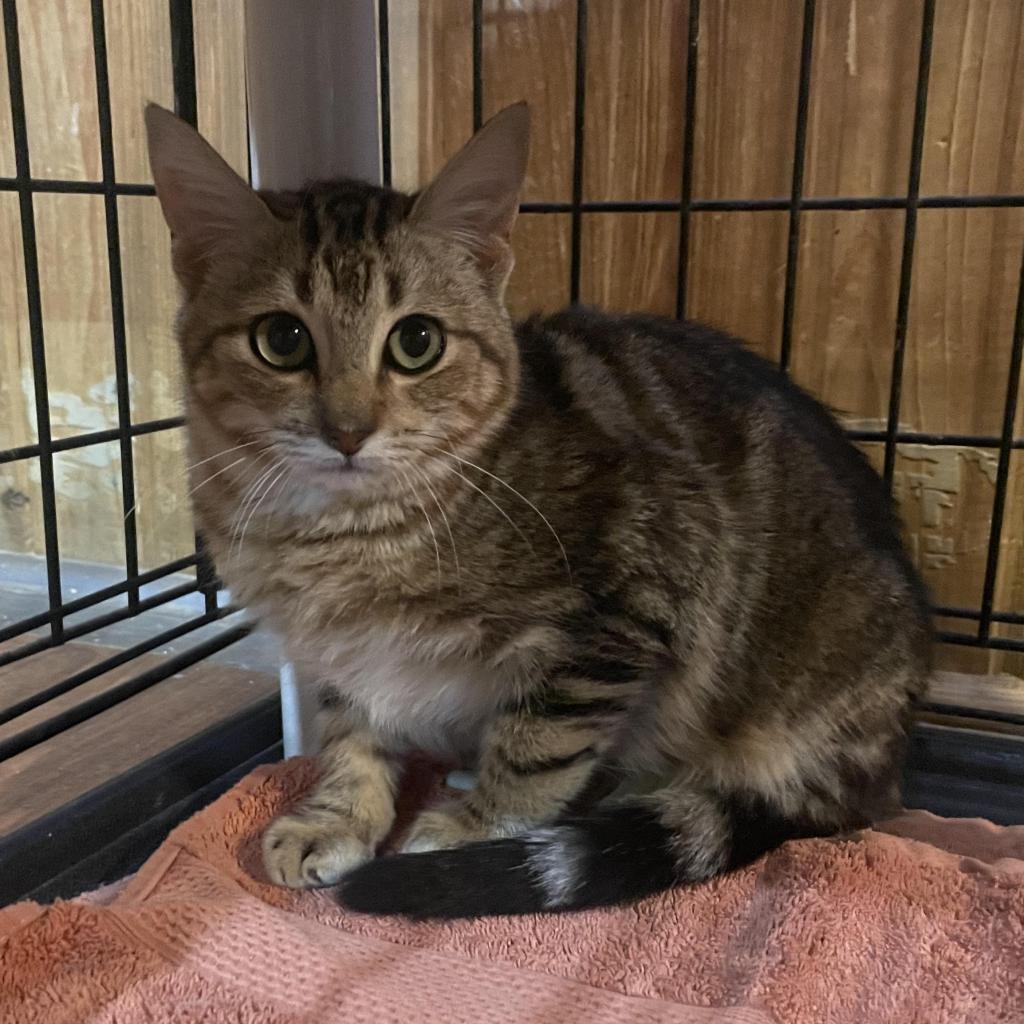 Grendel, a Adoptable mixed breed in Tylertown, MS image 2/2