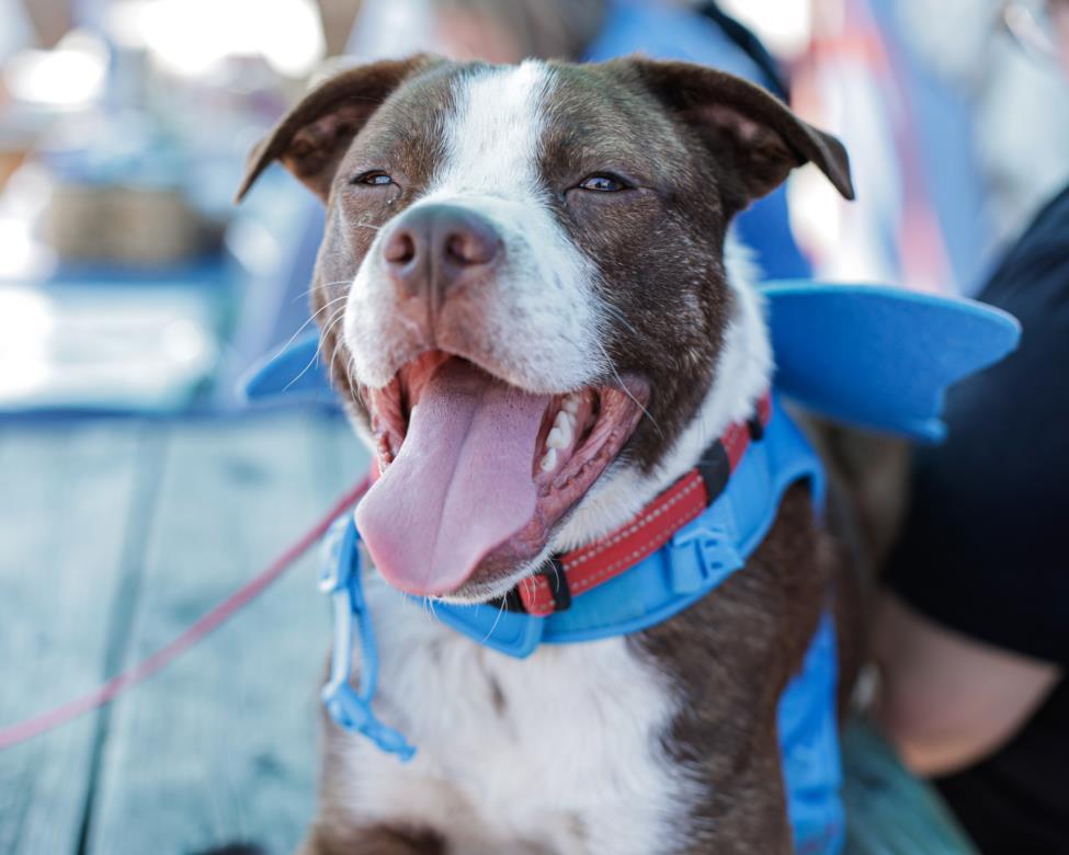 RICKY, Adoptable, Young Male Pit Bull Terrier & Mixed Breed.