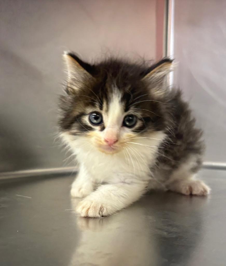 Brady, Adoptable, Kitten Male Domestic Medium Hair.