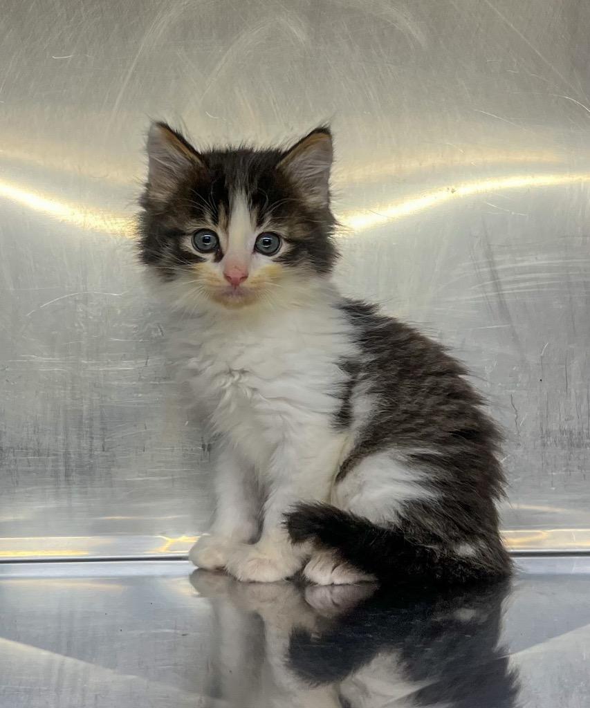 Brady, a Adoptable mixed breed in Murray, KY image 3/3