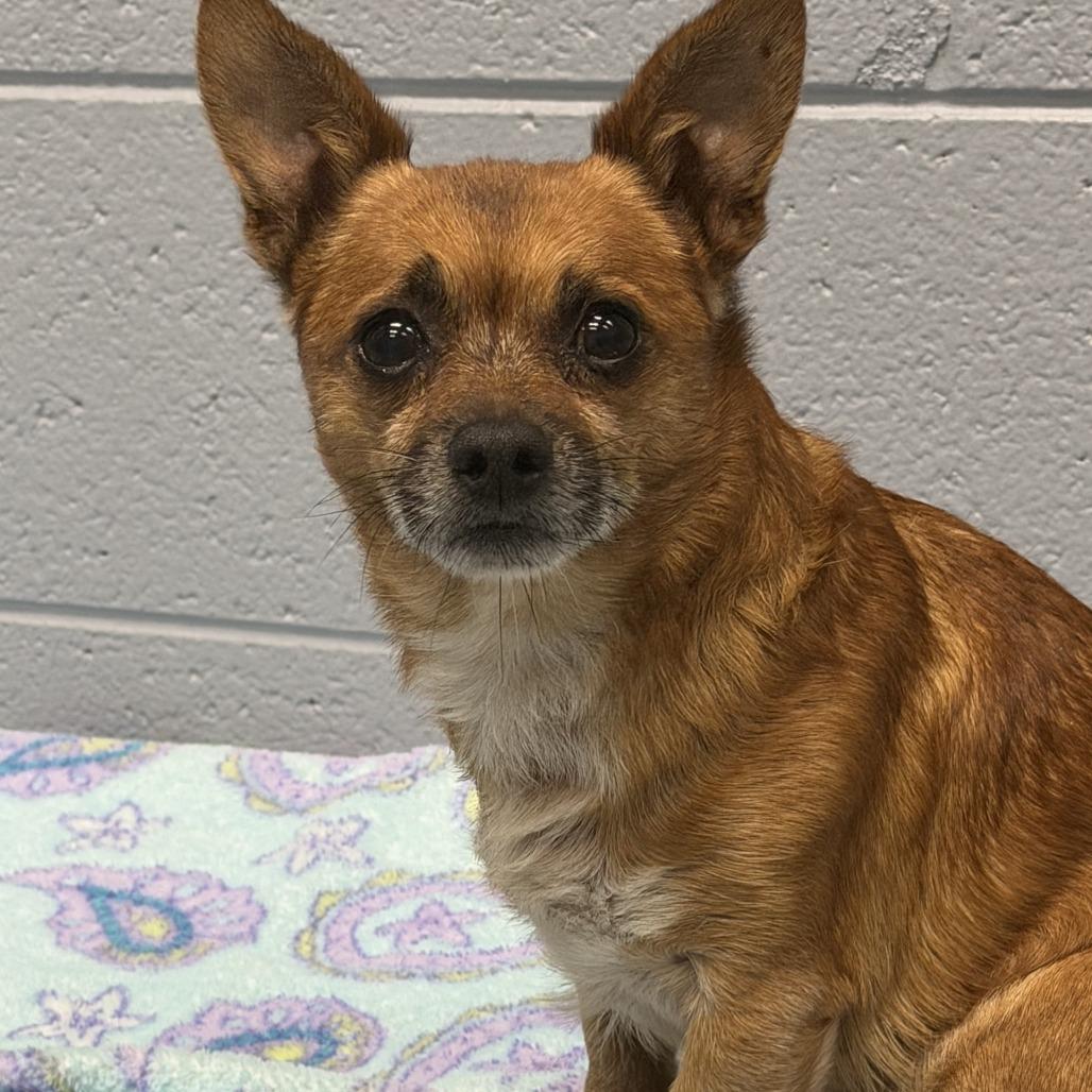Fennec, Adoptable, Senior Male Chihuahua.