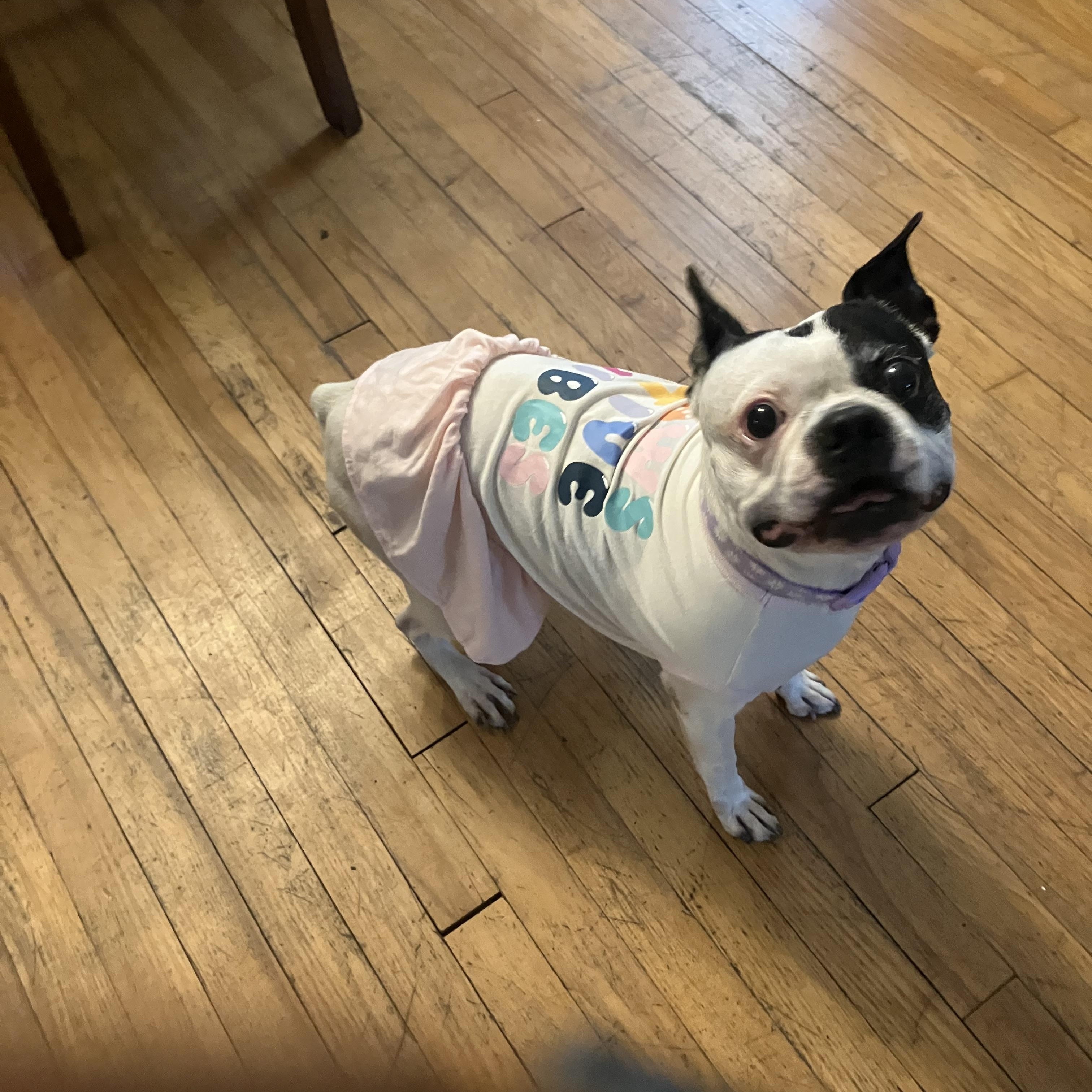 Enlarge Penny, a Adoptable mixed breed in Burnsville, MN image 2/6