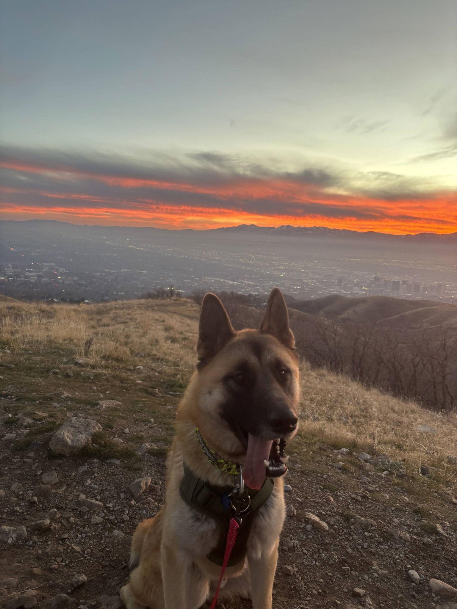 Enlarge Oso, a Adoptable Akita in Midway, UT image 1/3