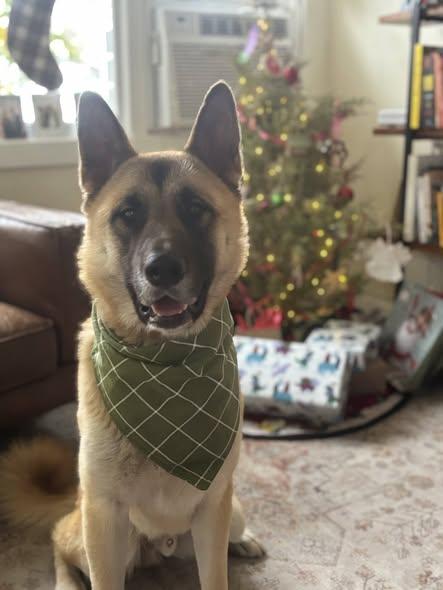 Enlarge Oso, a Adoptable Akita in Midway, UT image 3/3