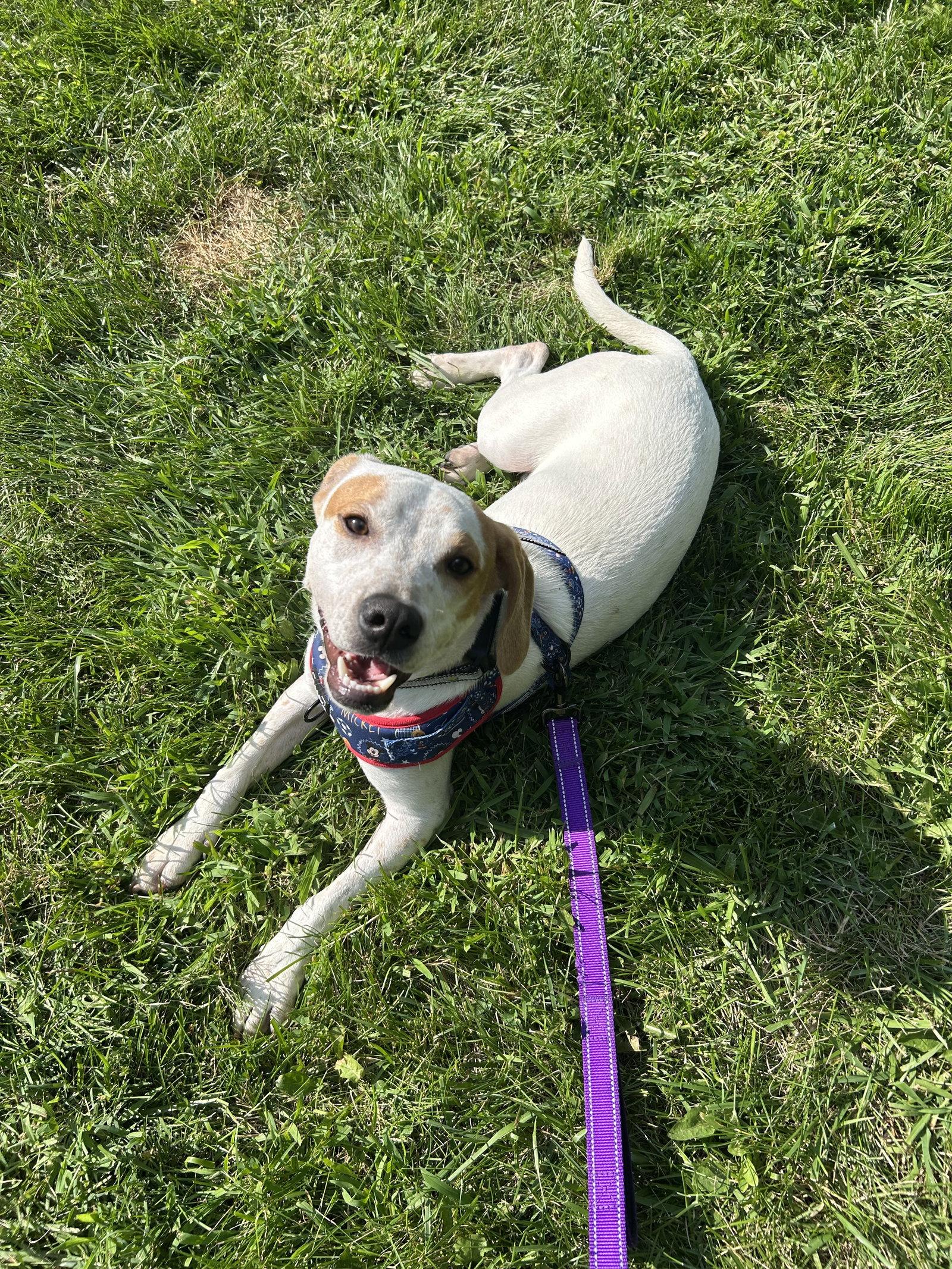 Prongs, Adoptable, Young Male German Shorthaired Pointer.