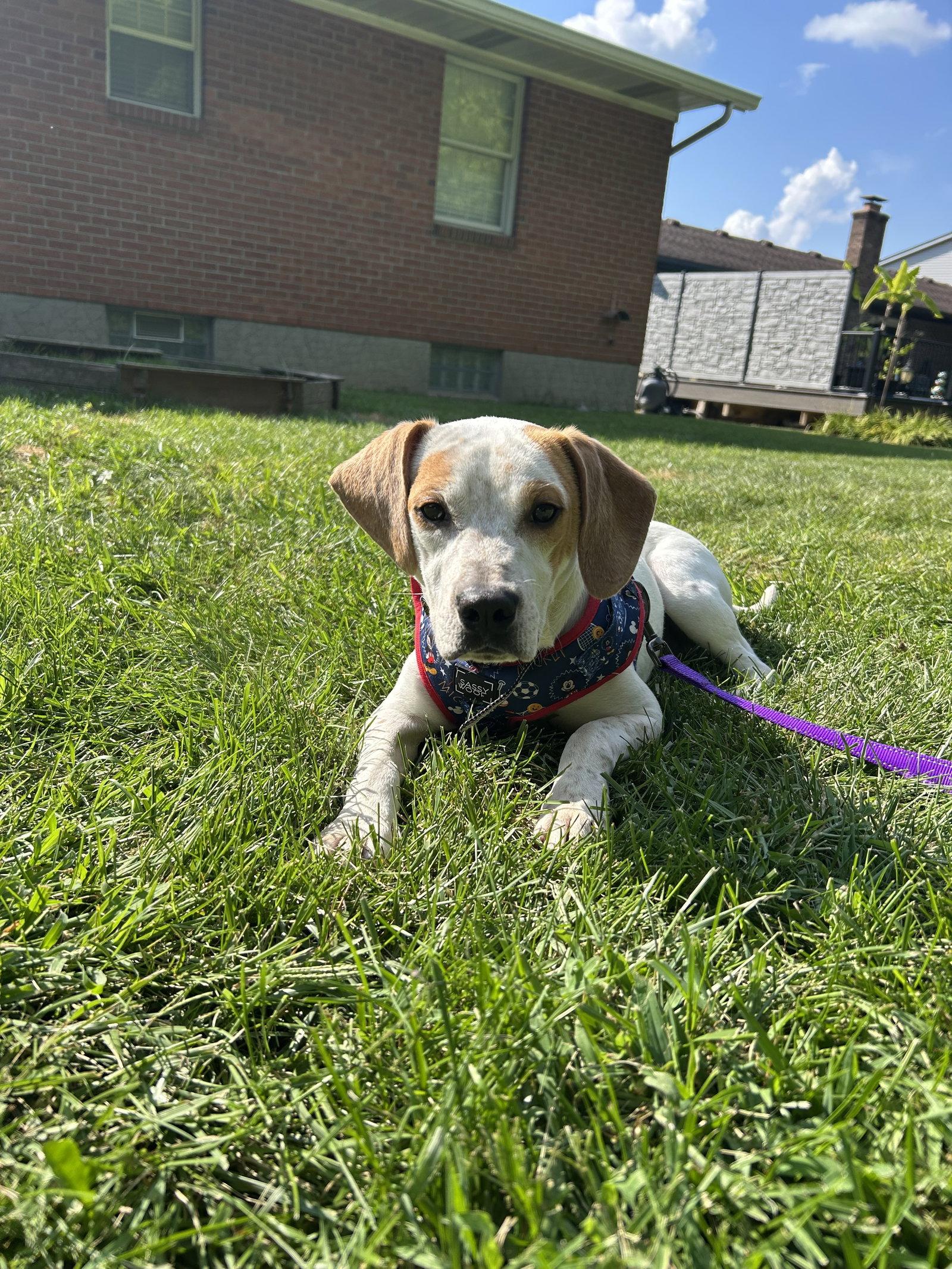 Enlarge Prongs, a Adoptable German Shorthaired Pointer in Powell, OH image 3/3
