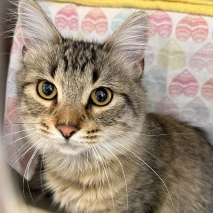 Enlarge Emmy, a ADOPTABLE mixed breed in Lansing, MI image 1/1