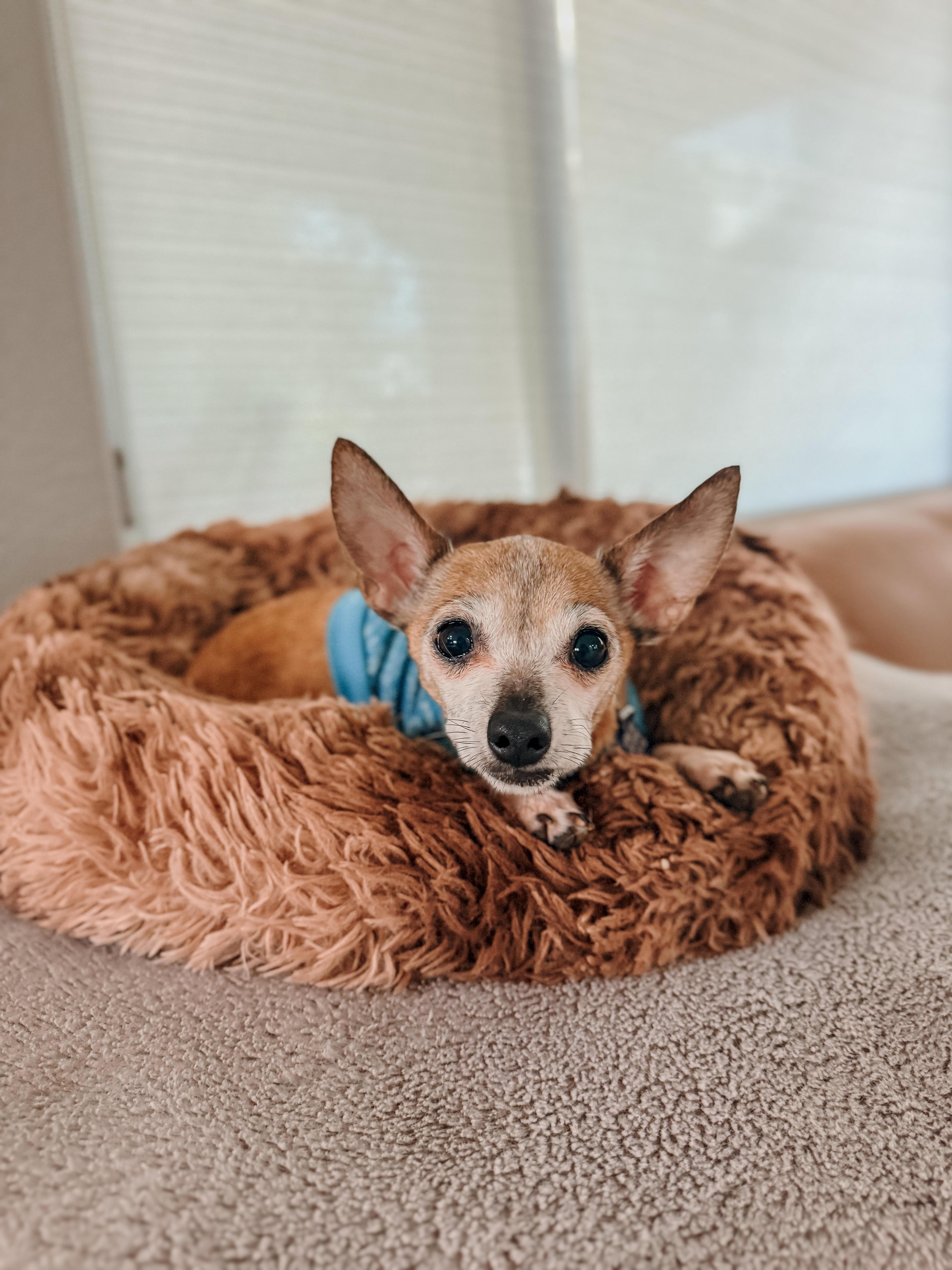Enlarge Bambi, a ADOPTABLE Chihuahua in Las Vegas, NV image 1/1