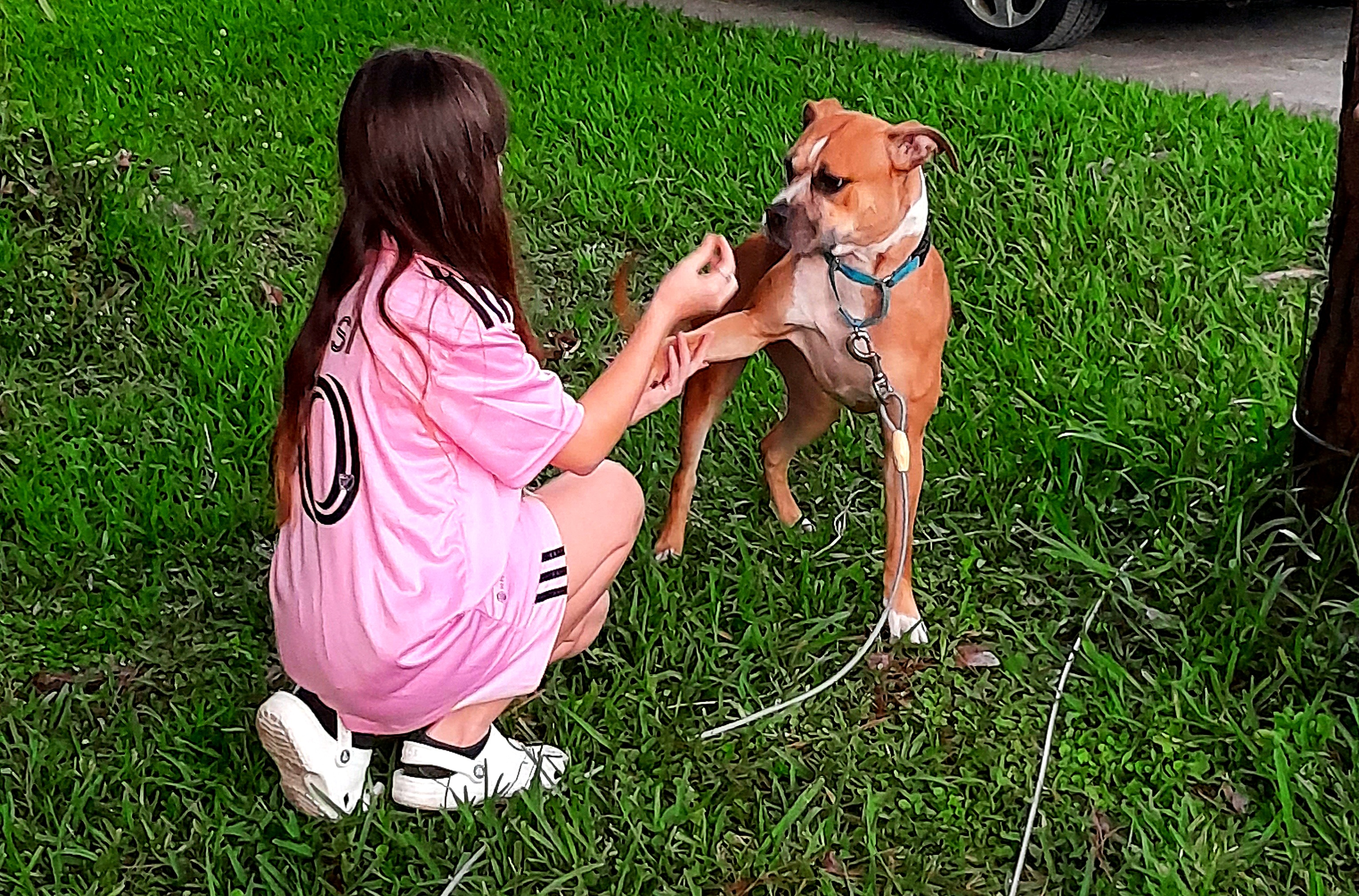 Enlarge Honey, a Adoptable mixed breed in Margate, FL image 6/6