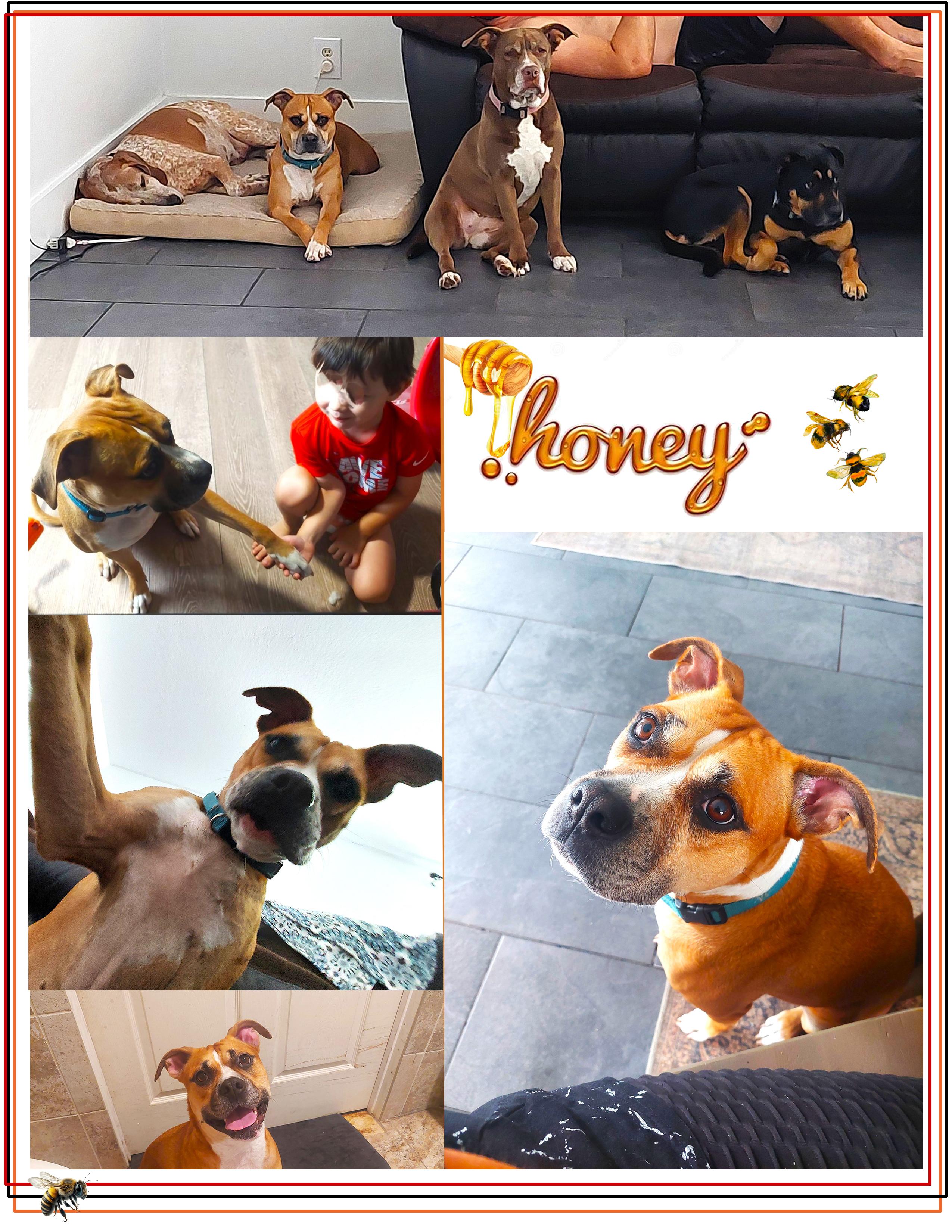 Enlarge Honey, a Adoptable mixed breed in Margate, FL image 1/6
