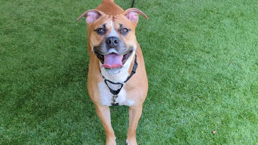 Enlarge Honey, a Adoptable mixed breed in Margate, FL image 3/6