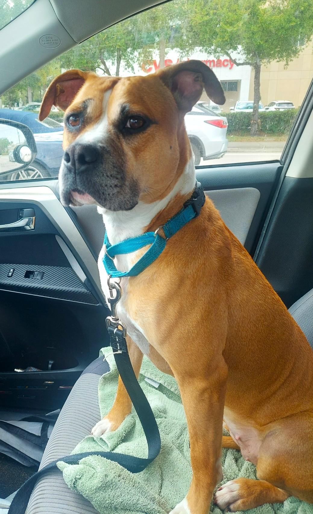 Enlarge Honey, a Adoptable mixed breed in Margate, FL image 2/6