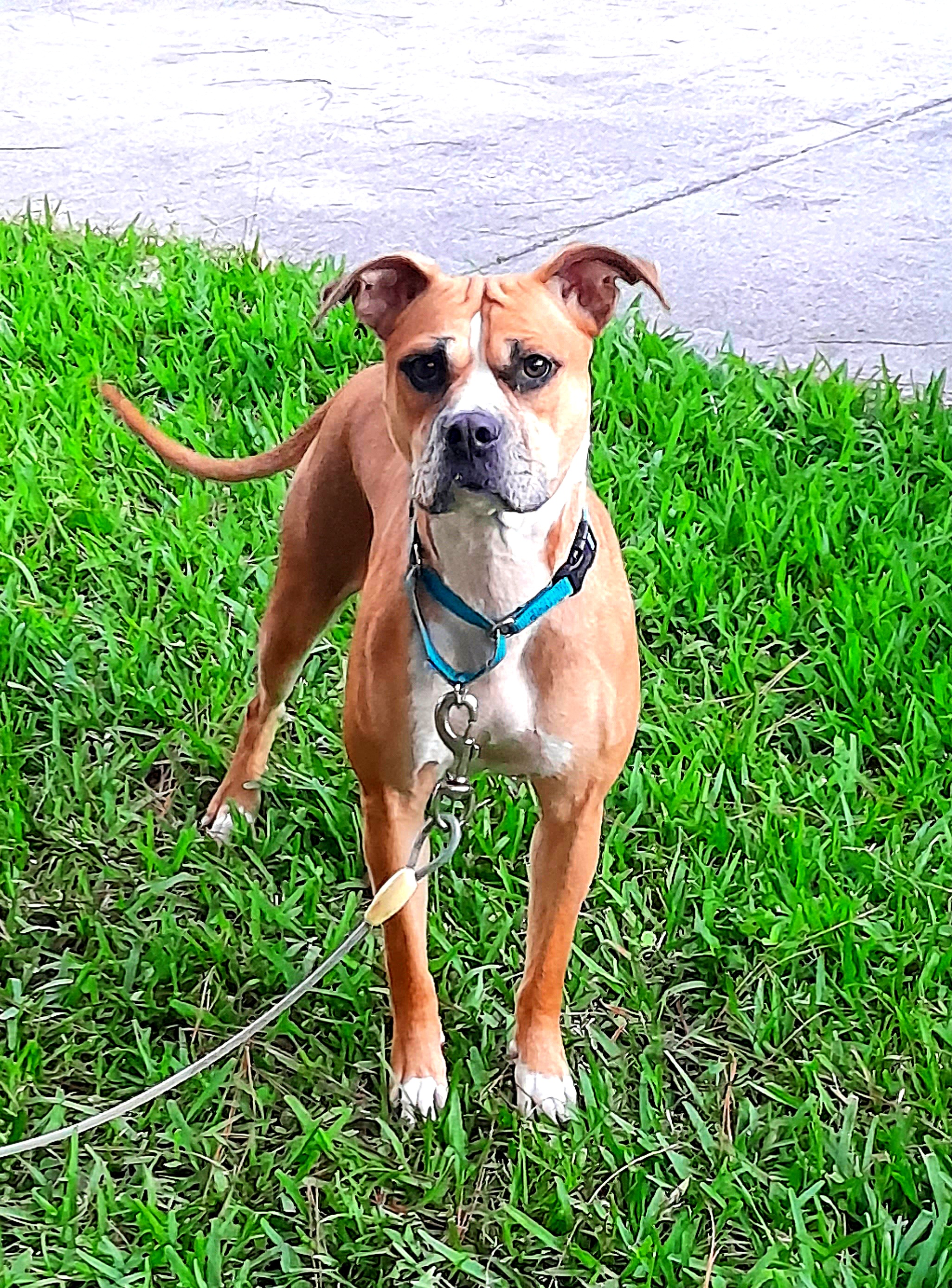 Enlarge Honey, a Adoptable mixed breed in Margate, FL image 5/6