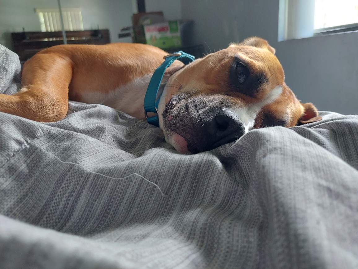 Enlarge Honey, a Adoptable mixed breed in Margate, FL image 4/6