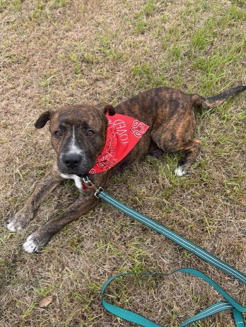 Dinamo HW+ - Foster Home Needed, Adoptable, Adult Male American Staffordshire Terrier.