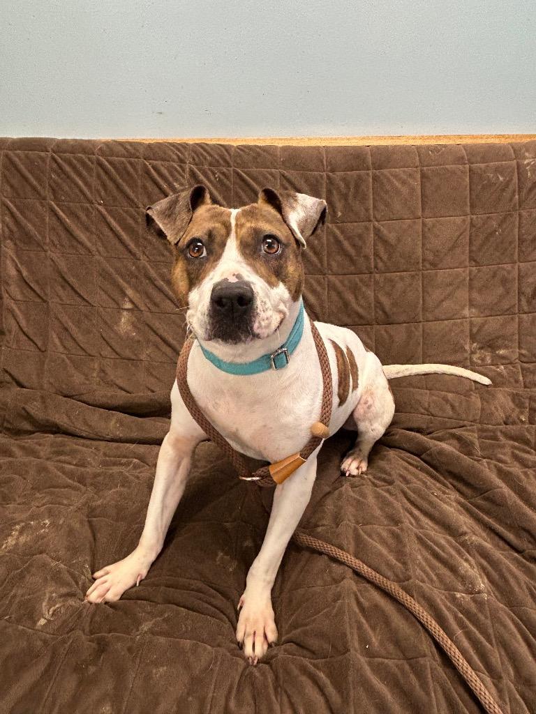 Jenny, Adoptable, Young Female Mixed Breed.