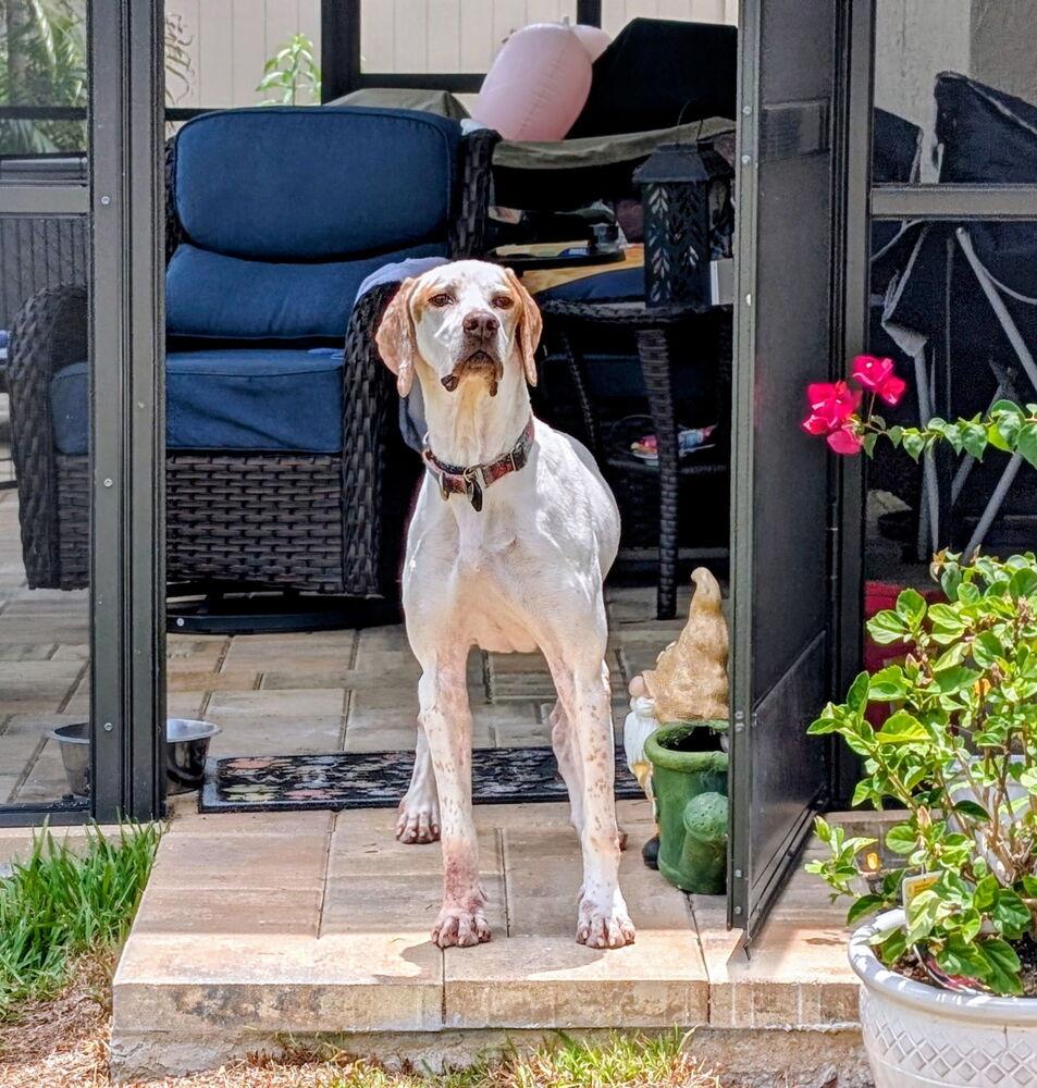 Bob, Adoptable, Senior Male English Pointer.