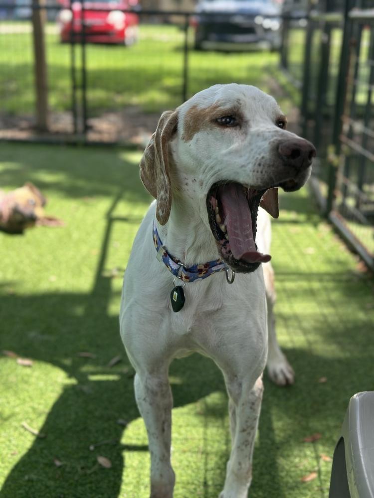 Enlarge Bob, a Adoptable mixed breed in Lakeland, FL image 2/6