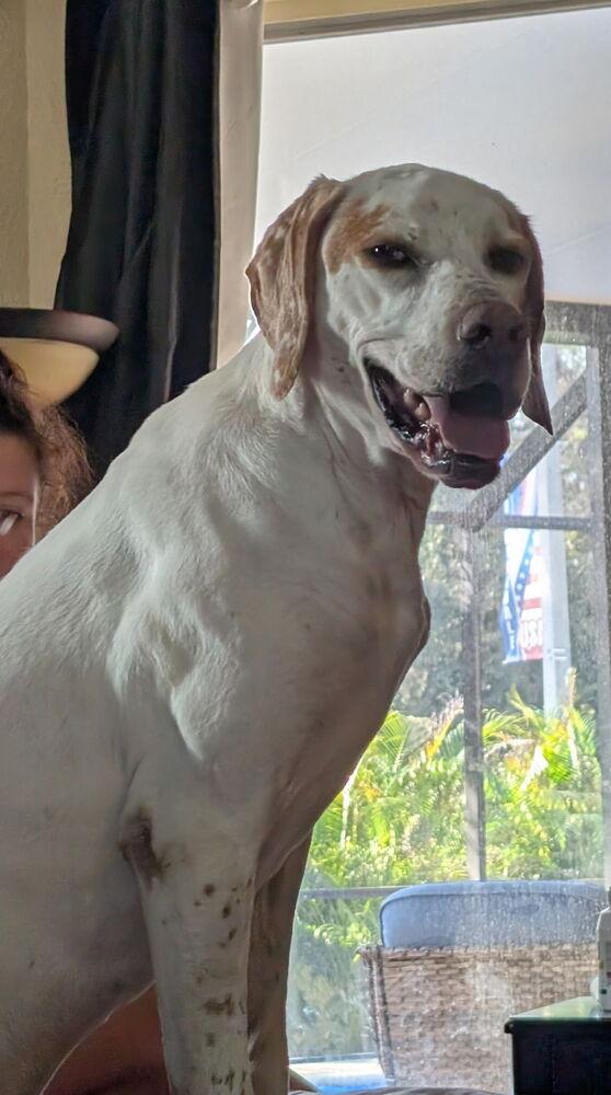 Enlarge Bob, a Adoptable mixed breed in Lakeland, FL image 3/6