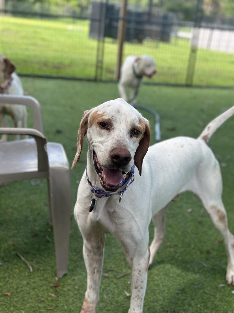 Enlarge Bob, a Adoptable mixed breed in Lakeland, FL image 4/6